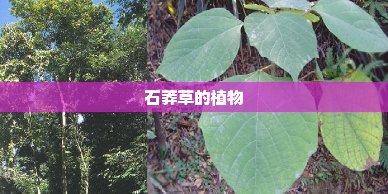石莽草的植物