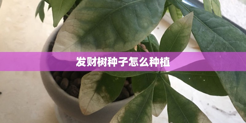发财树种子怎么种植