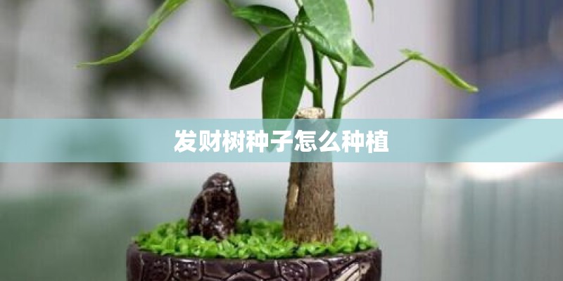 发财树种子怎么种植