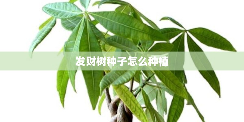 发财树种子怎么种植