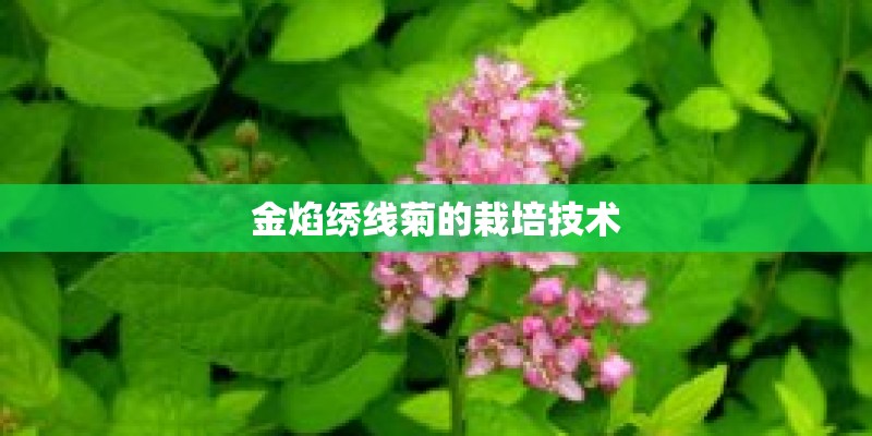 金焰绣线菊的栽培技术