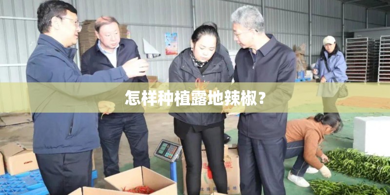 怎样种植露地辣椒？