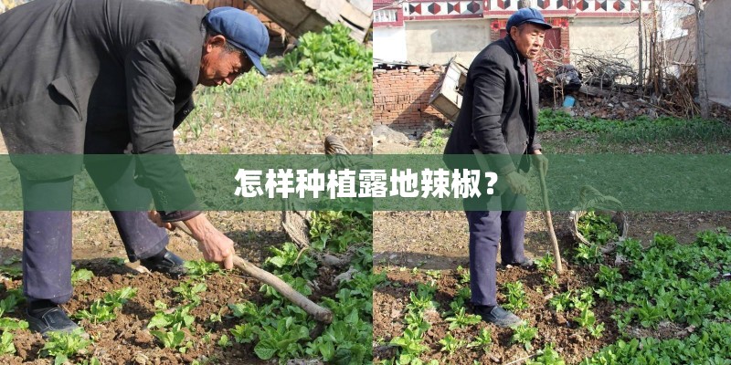 怎样种植露地辣椒？
