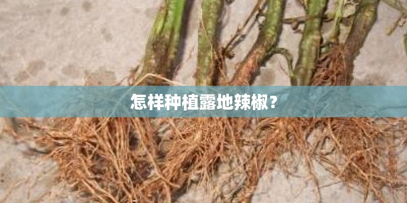怎样种植露地辣椒？