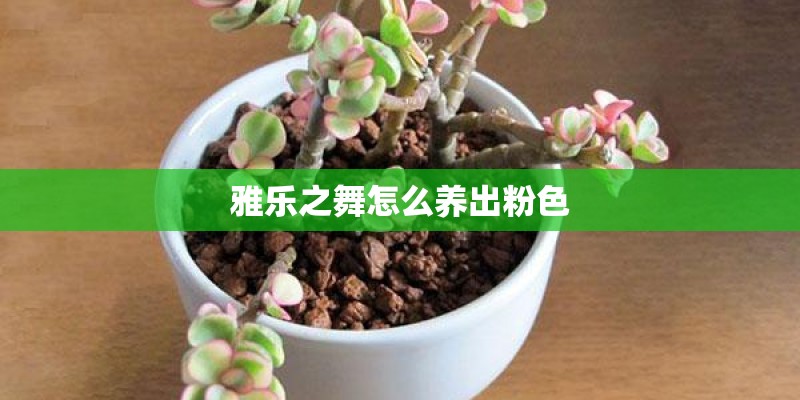 雅乐之舞怎么养出粉色