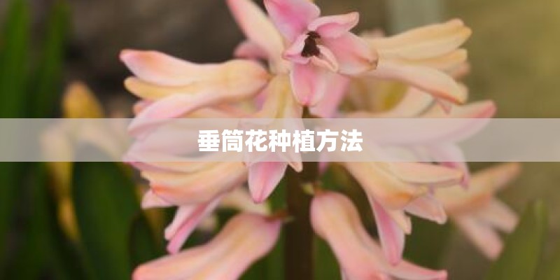 垂筒花种植方法