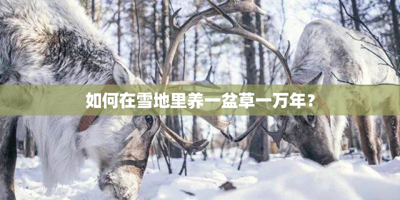 如何在雪地里养一盆草一万年？