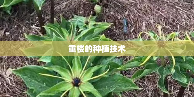重楼的种植技术