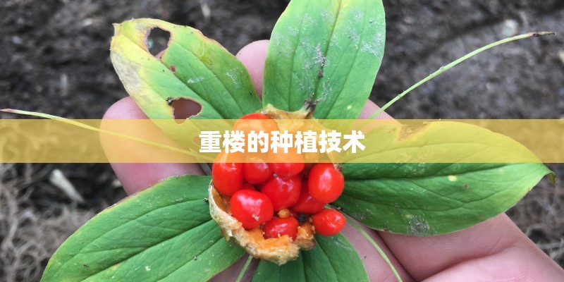 重楼的种植技术