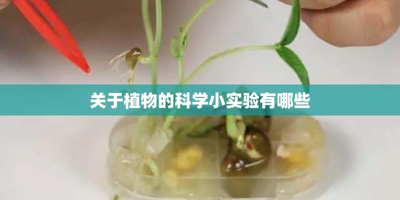 关于植物的科学小实验有哪些