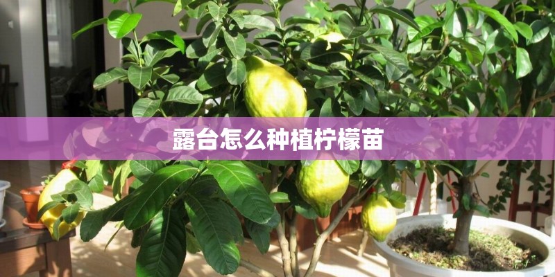 露台怎么种植柠檬苗