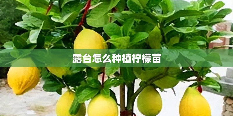 露台怎么种植柠檬苗
