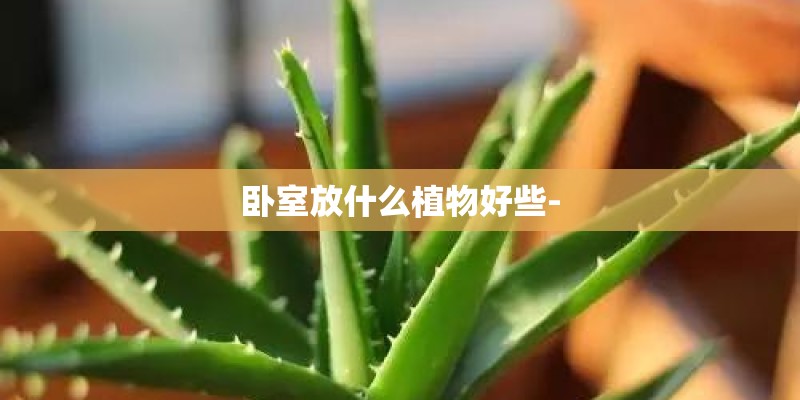 卧室放什么植物好些-