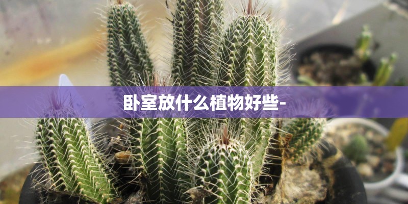 卧室放什么植物好些-