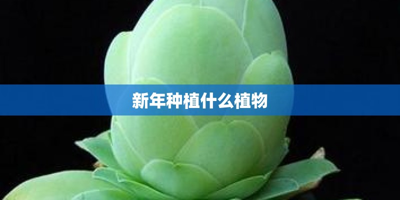 新年种植什么植物