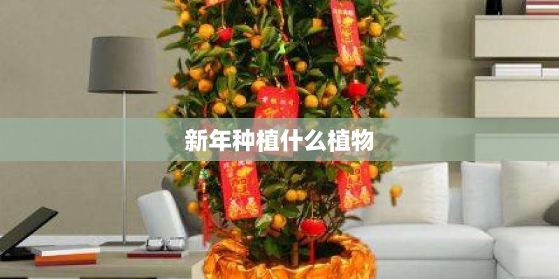 新年种植什么植物