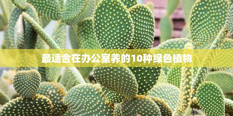 最适合在办公室养的10种绿色植物