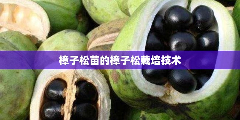 樟子松苗的樟子松栽培技术