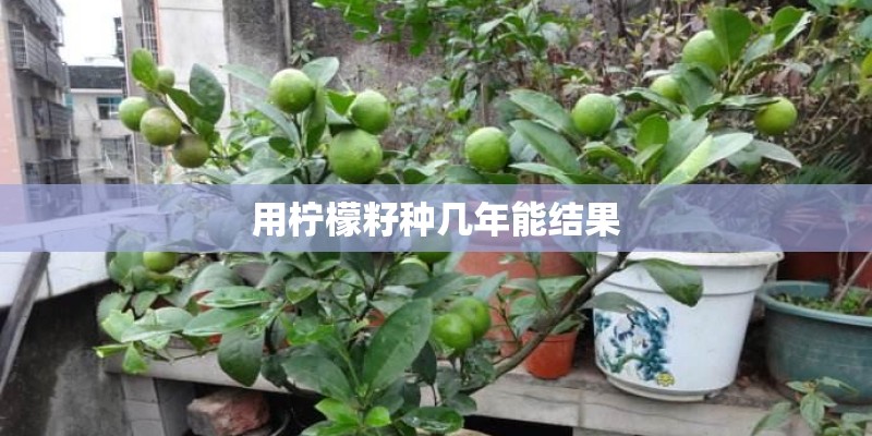 用柠檬籽种几年能结果