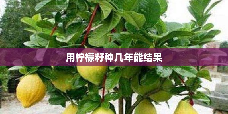 用柠檬籽种几年能结果