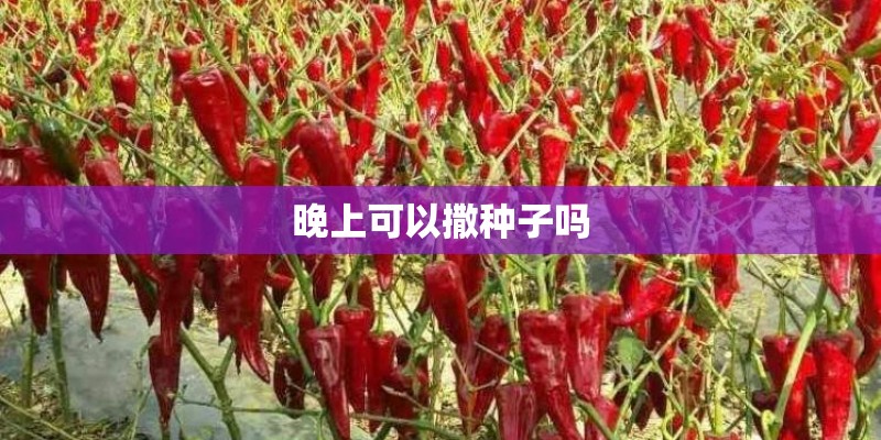 晚上可以撒种子吗