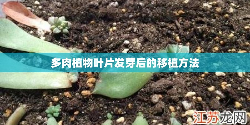 多肉植物叶片发芽后的移植方法
