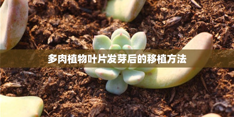 多肉植物叶片发芽后的移植方法