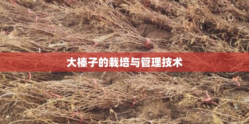 大榛子的栽培与管理技术