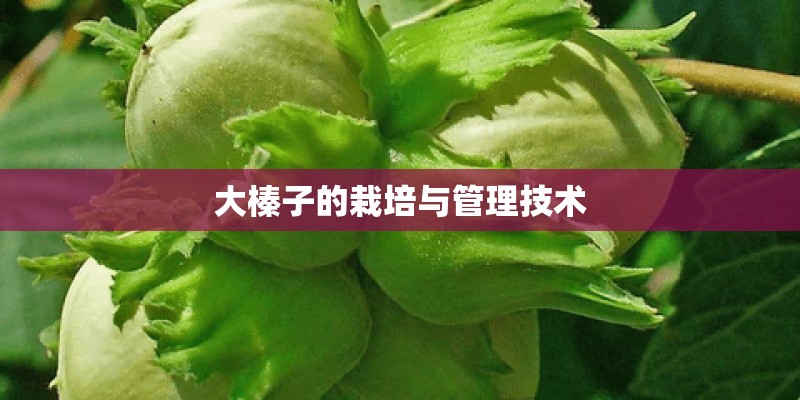 大榛子的栽培与管理技术