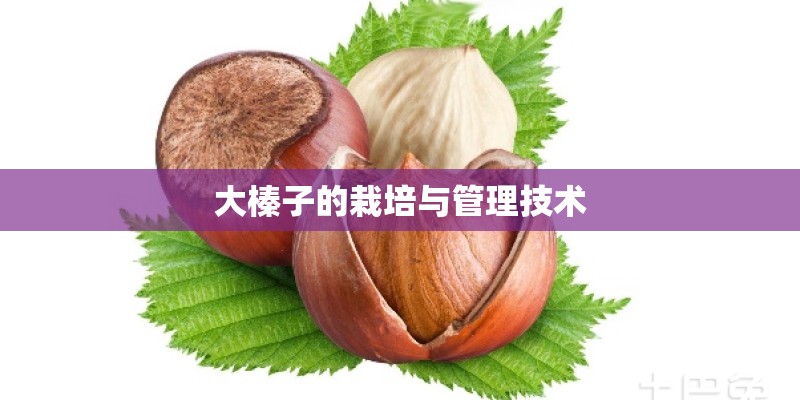 大榛子的栽培与管理技术