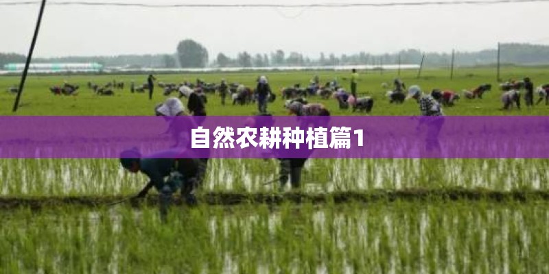 自然农耕种植篇1