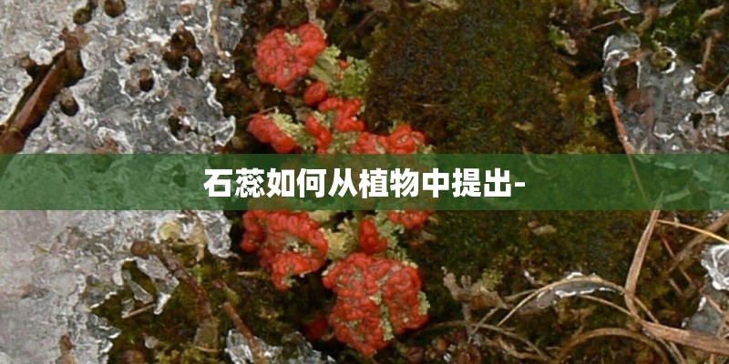 石蕊如何从植物中提出-