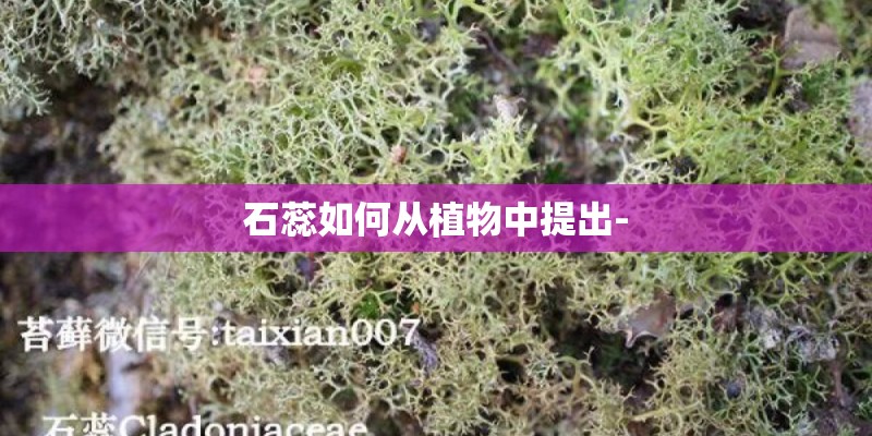 石蕊如何从植物中提出-