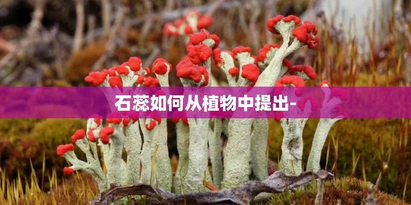 石蕊如何从植物中提出-
