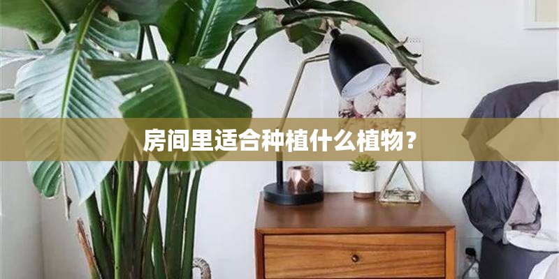 房间里适合种植什么植物？