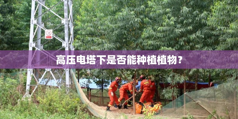 高压电塔下是否能种植植物？