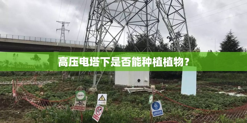 高压电塔下是否能种植植物？