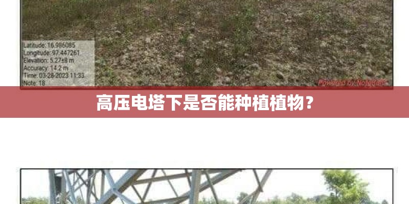 高压电塔下是否能种植植物？