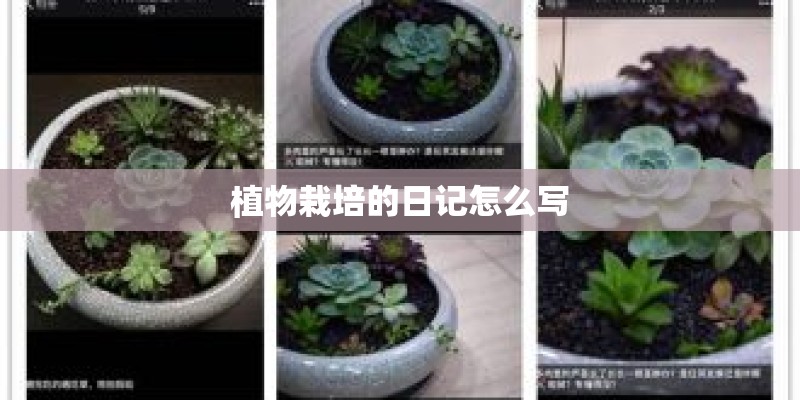植物栽培的日记怎么写