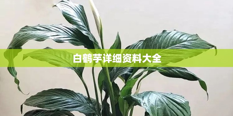 白鹤芋详细资料大全
