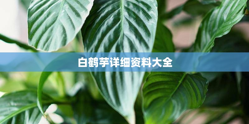 白鹤芋详细资料大全