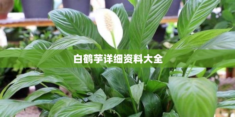 白鹤芋详细资料大全