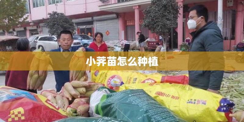 小荠苗怎么种植