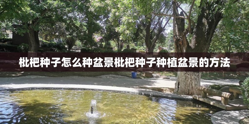 枇杷种子怎么种盆景枇杷种子种植盆景的方法