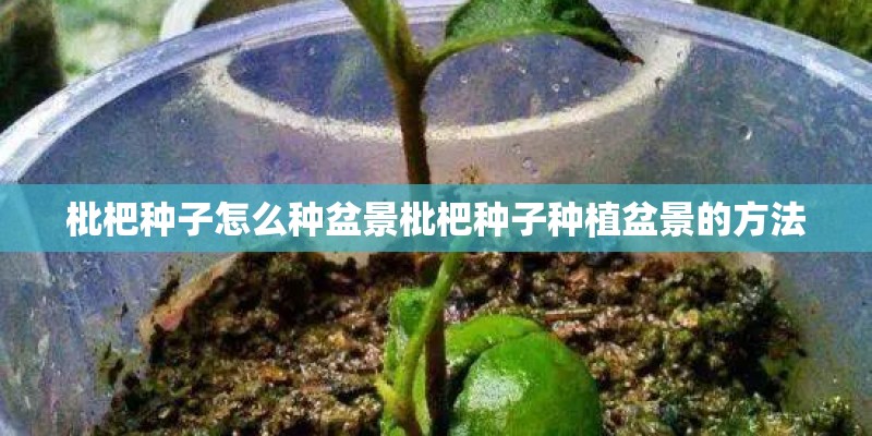 枇杷种子怎么种盆景枇杷种子种植盆景的方法