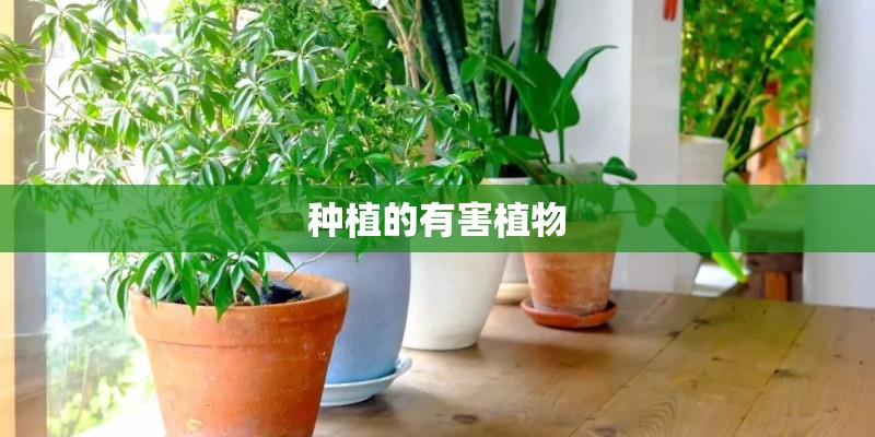 种植的有害植物