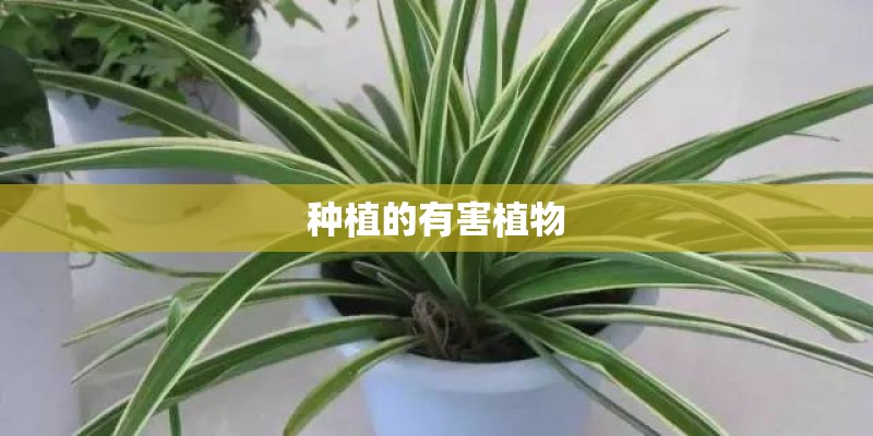 种植的有害植物