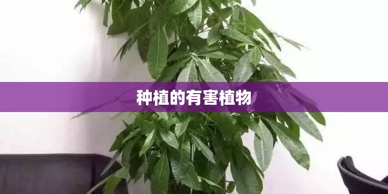 种植的有害植物