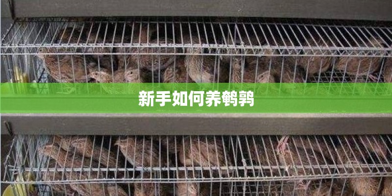 新手如何养鹌鹑