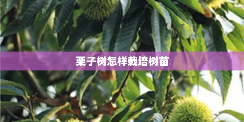 栗子树怎样栽培树苗